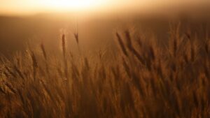 Wheat field